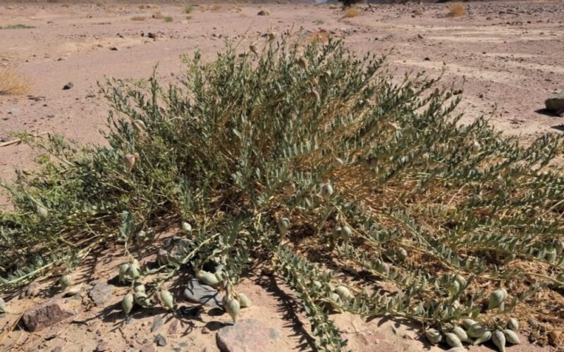 فوائد عُشبة الحرجل للتخسيس وتقليل الوزن الزائد